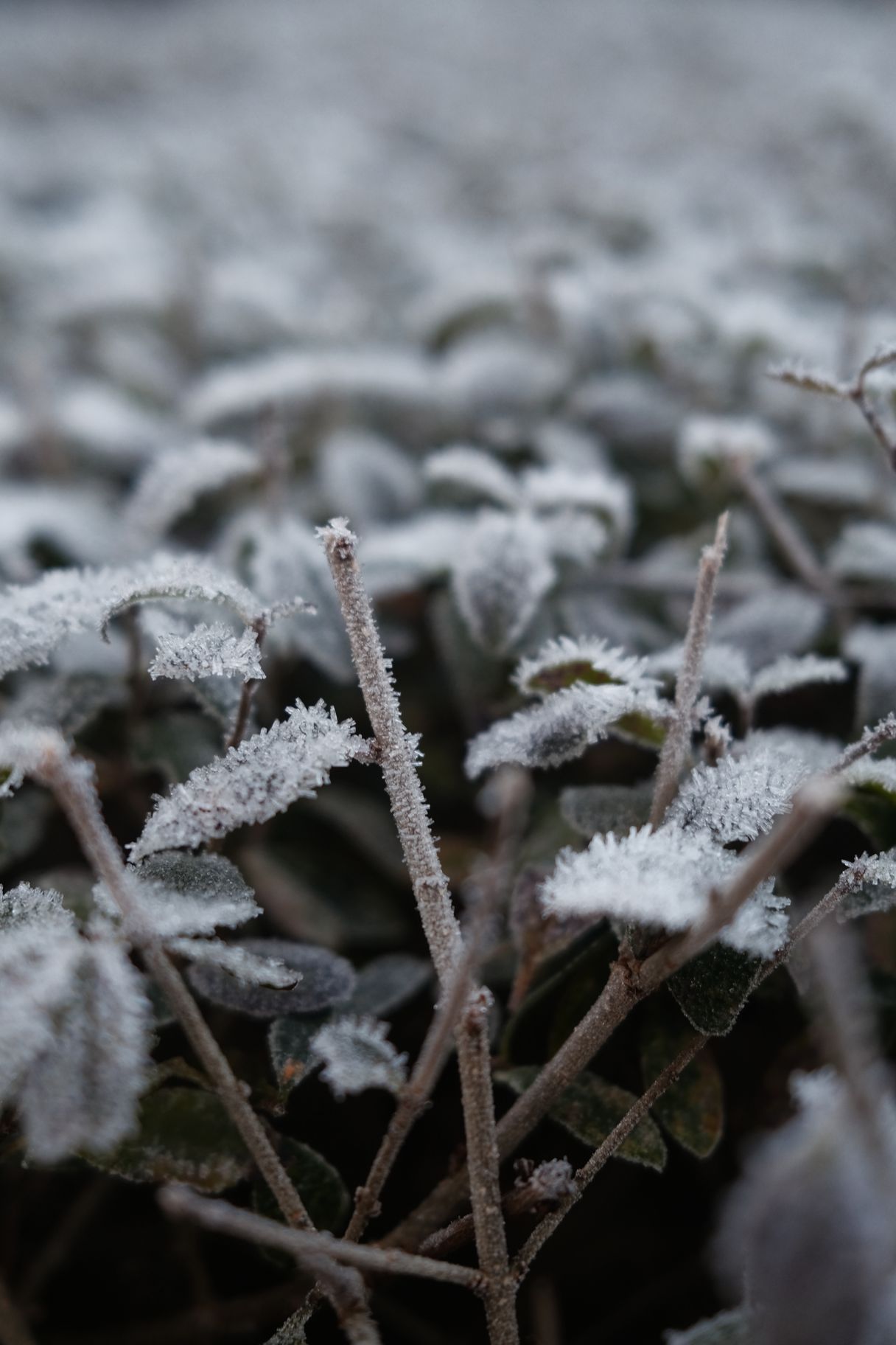 a photograph of a plant with frost covered leaves and frost
