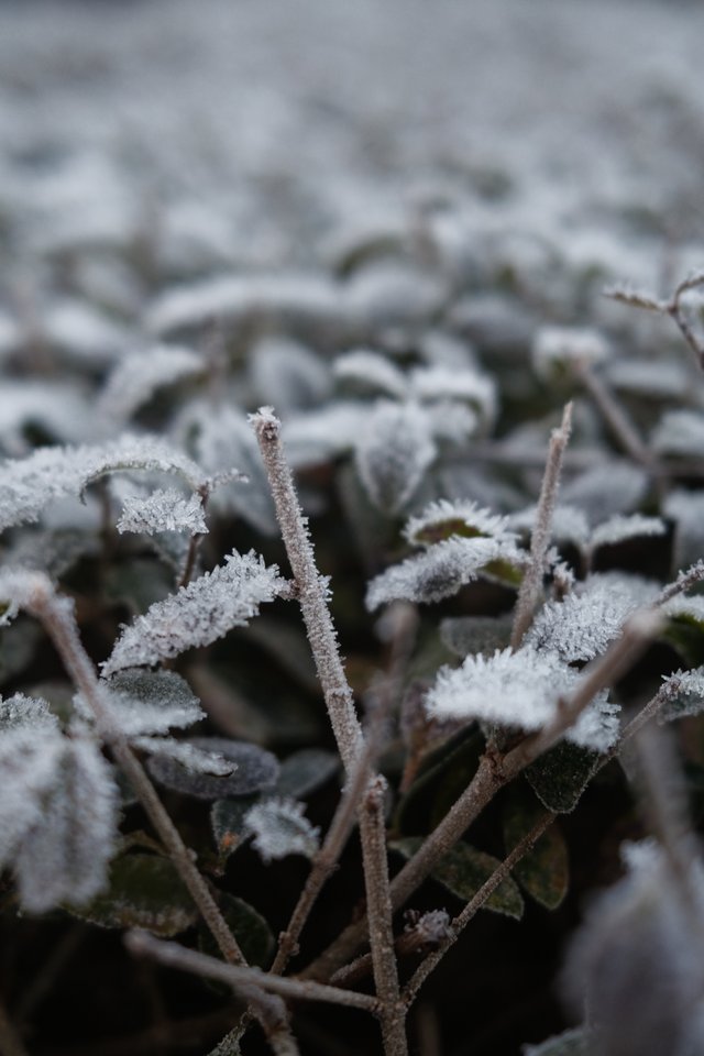 a photograph of a plant with frost covered leaves and frost