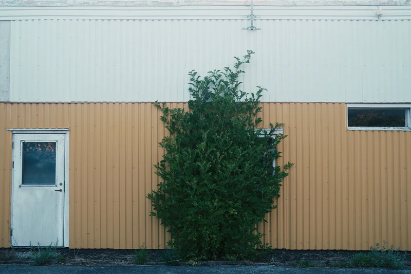 Green bush growing in front of a tan and white metal building with a closed door and window.
