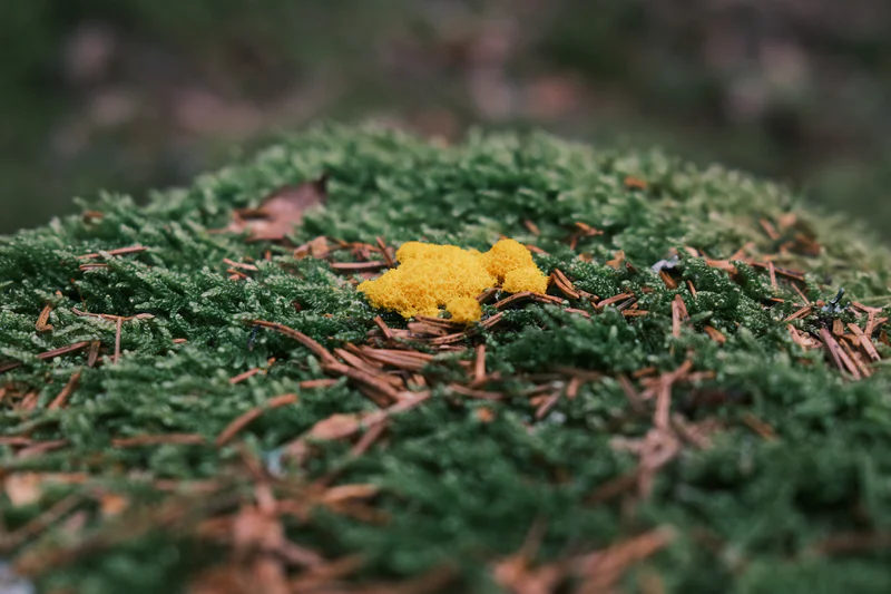 Close-up of green pine branches with small yellow pine pollen on needles among brown twigs.