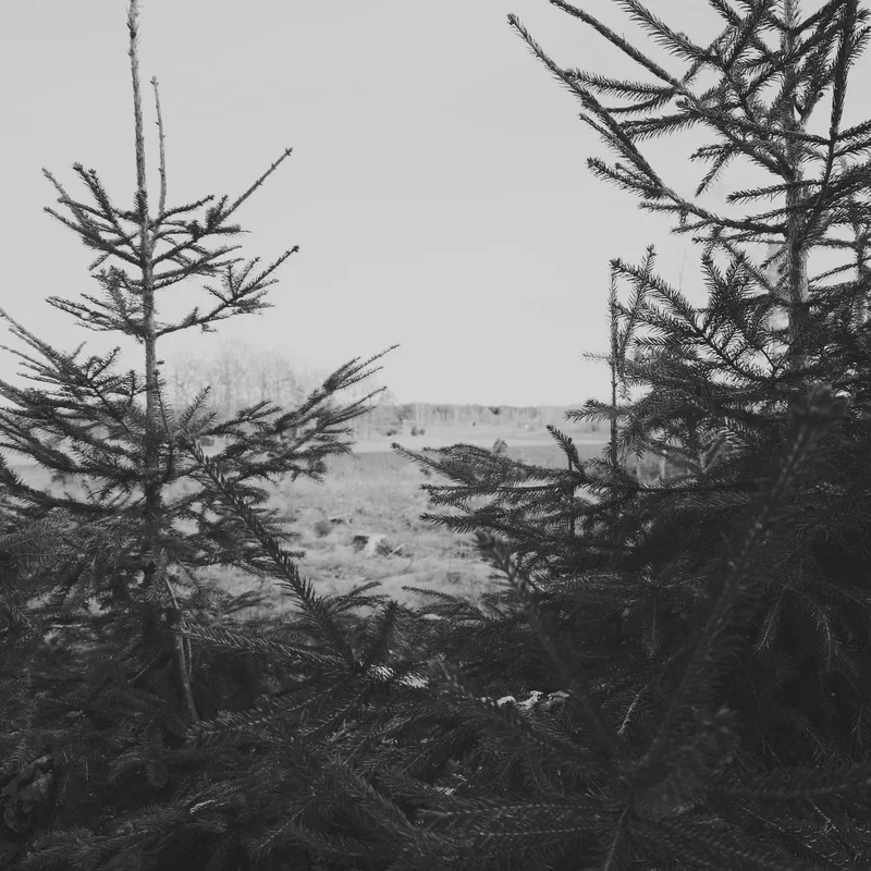 Black-and-white winter landscape with pine trees in the foreground and hills in light fog behind.