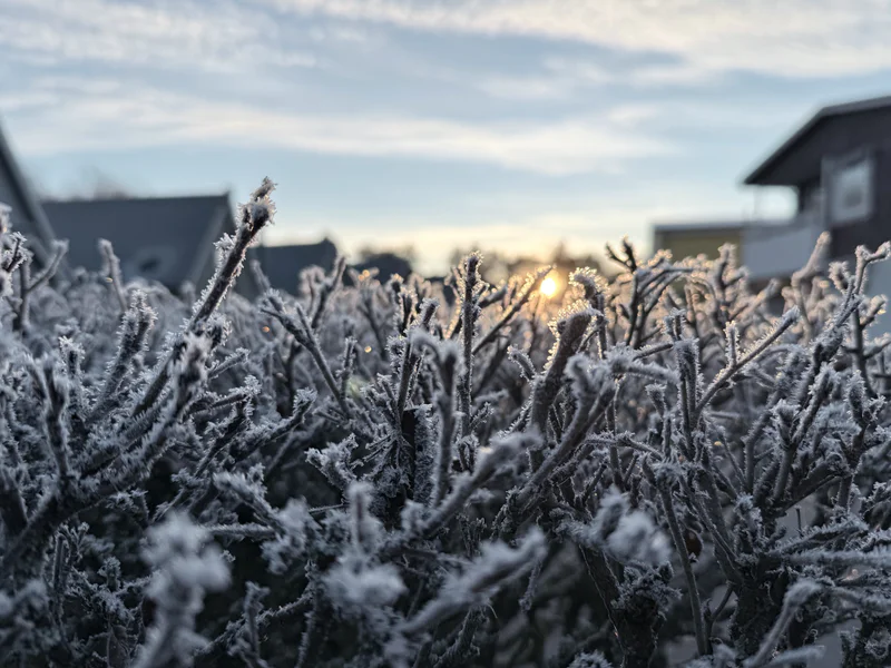 Frost-covered bushes in the foreground with small houses and a cloudy sky at sunrise.