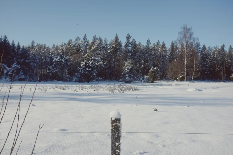 Snow-covered field with a narrow fence post in the foreground and a winter forest under a clear blue sky.