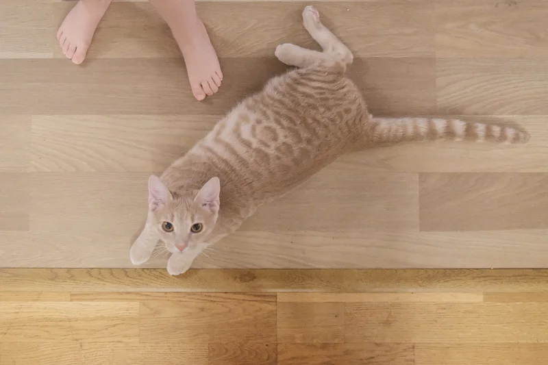 Brown tabby cat stretched on a wooden floor with a person’s legs and feet nearby.