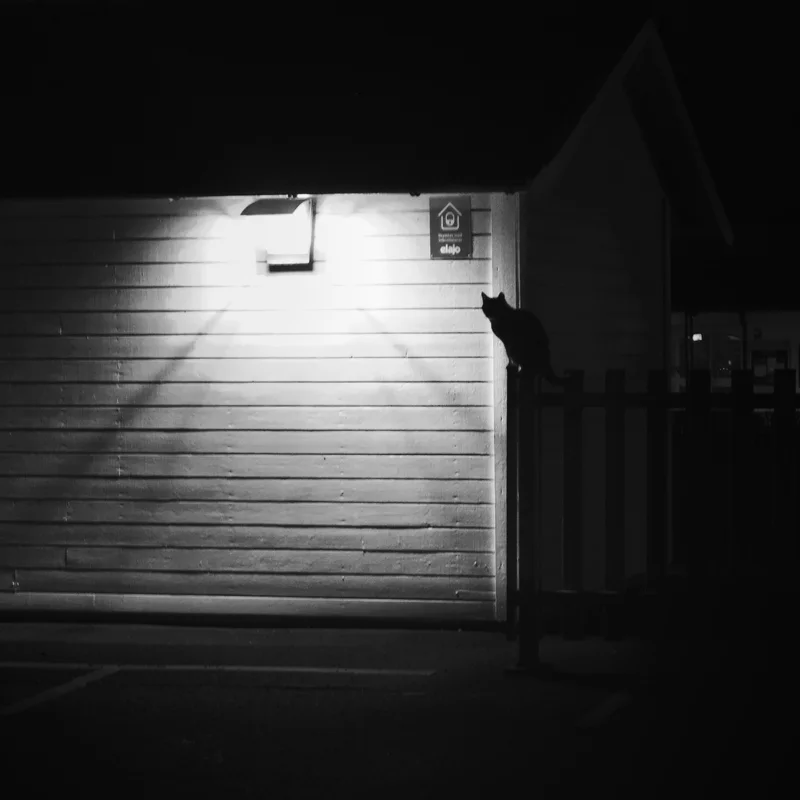 Silhouette of a cat sitting near a dark door beside a lit wall at night.