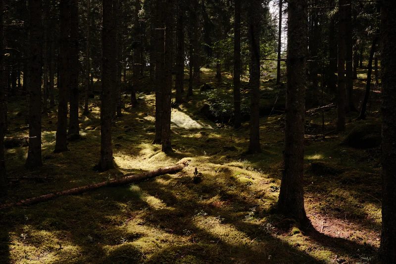 Sunlight falls on a forest floor with moss-covered ground and tall trees casting long shadows.