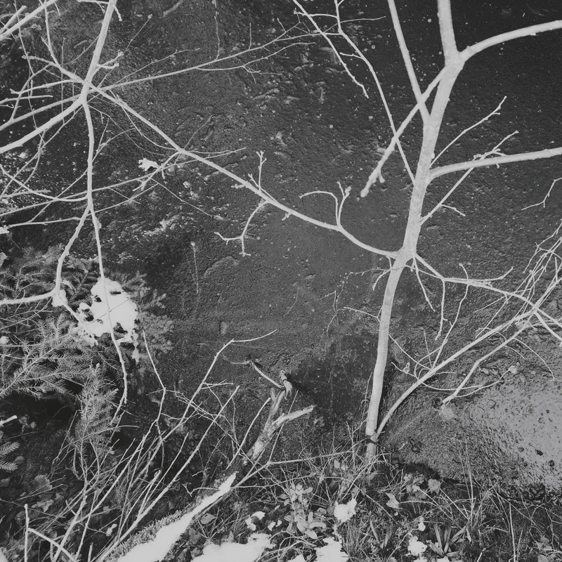 Snow-covered ground with bare tree branches and ferns beside a dark road.