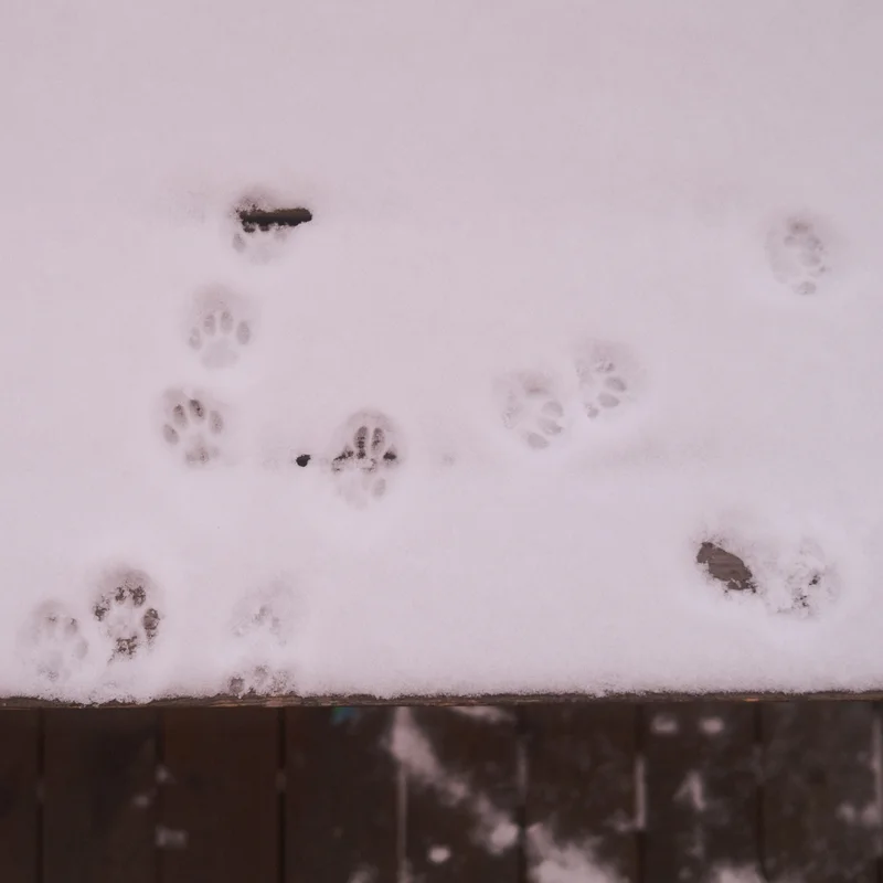 Snow-covered surface with multiple paw prints and patches of disturbed powder on a white background.