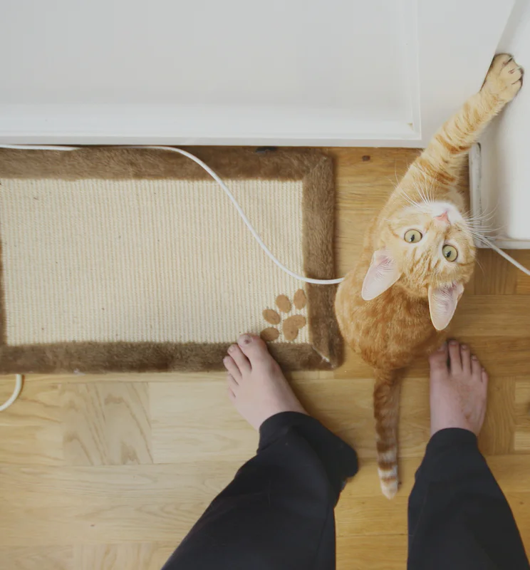 Orange tabby cat stands near a rug as a person’s feet reach toward it on a wooden floor.