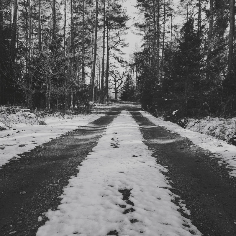 Snow-covered road winding through a dense winter forest of tall trees.