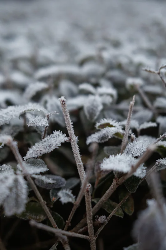 a photograph of a plant with frost covered leaves and frost