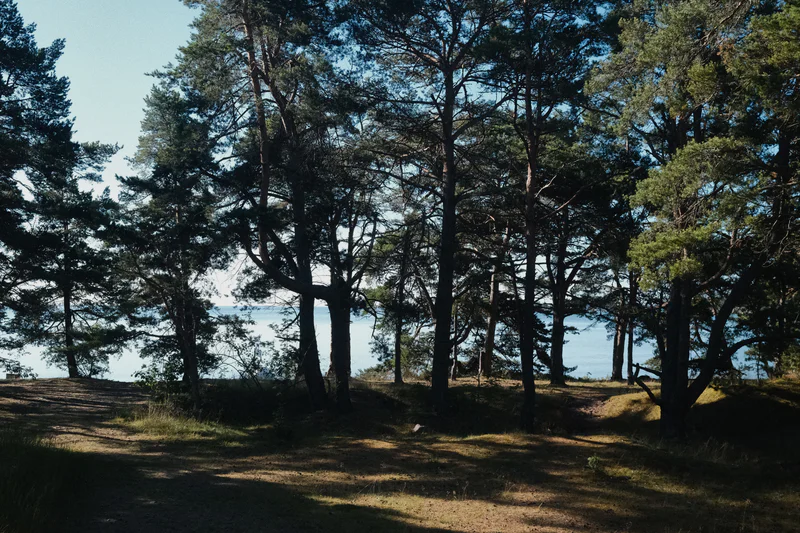 Sunlit dirt path through a forest of tall pine trees with blue sky and distant water visible.