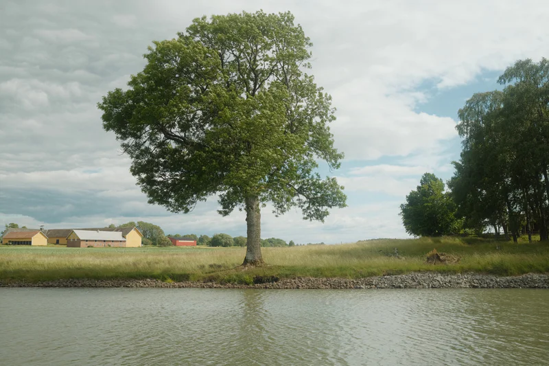 Calm river in foreground with a large green tree and rural buildings in the distance under a cloudy sky.