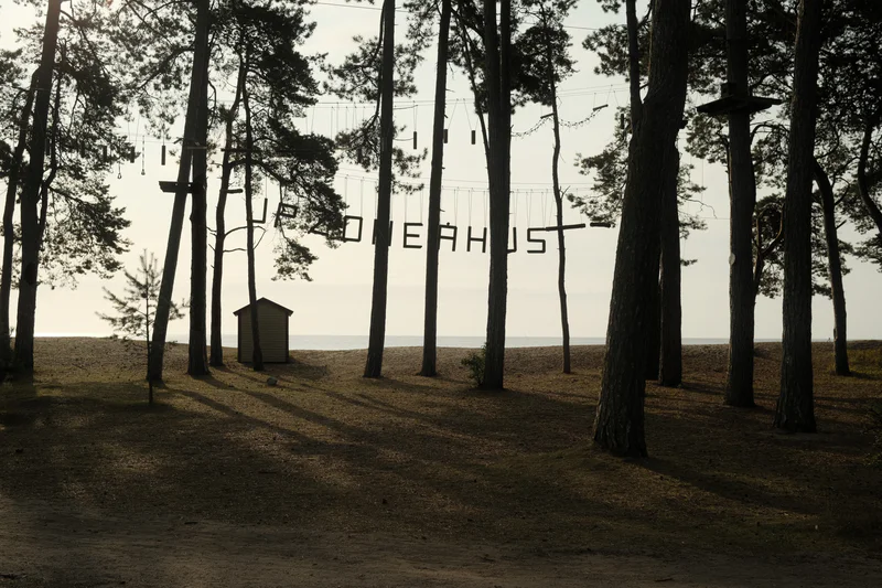 Forest of tall trees with distant black letters “ONE HOUR  FIRST” on a pale wall behind them.