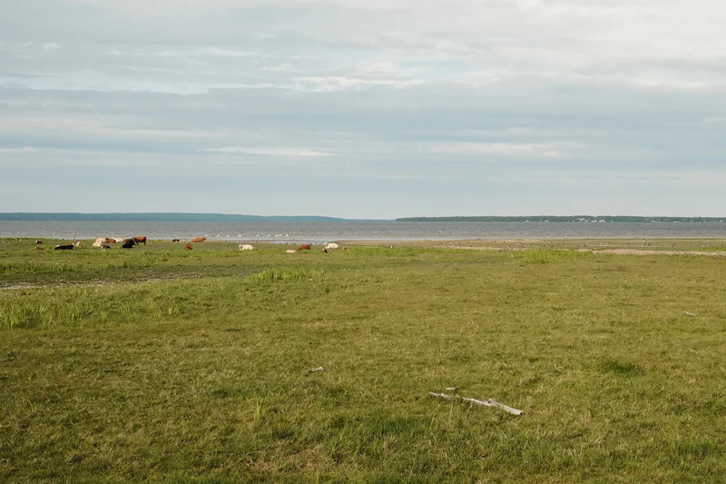Grassy pasture with scattered cows, sandy shoreline, and distant shoreline under a cloudy sky