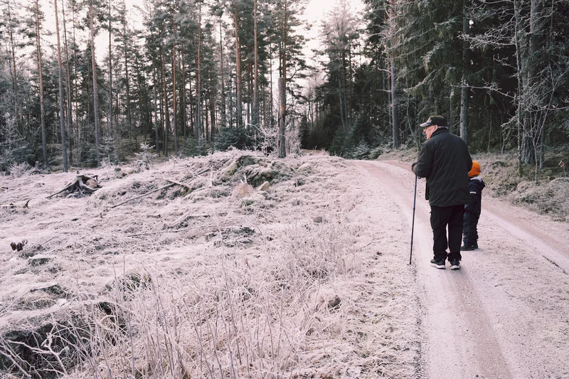 Person hiking on a snow-dusted forest road beside tall pine trees in winter.