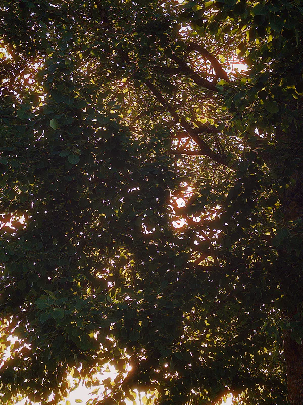 Sunlight filters through dense green tree leaves and branches, forming a canopy against the sky.