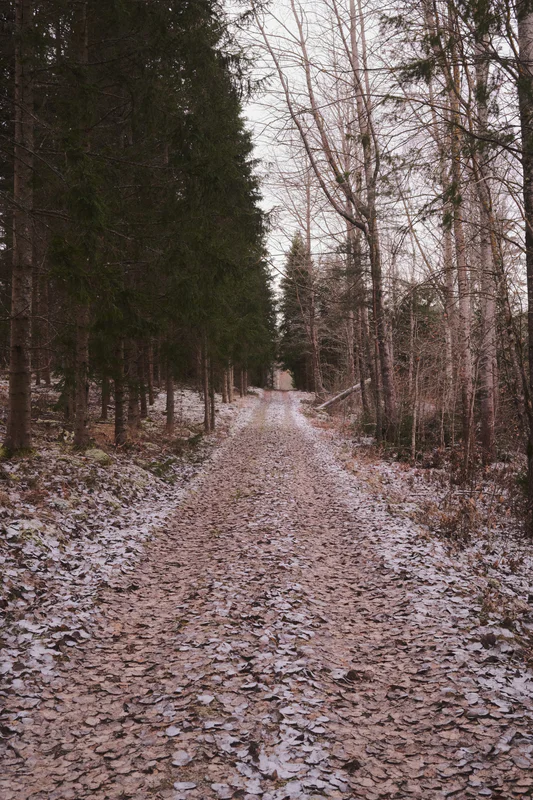 Narrow forest dirt path lined with tall evergreens and bare birch trees, covered in fallen leaves and snow.