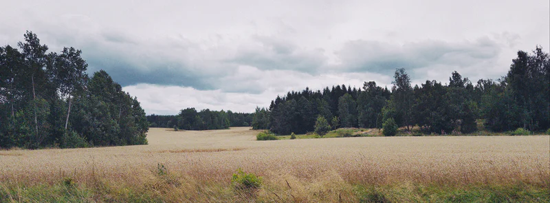 Rolling fields of wheat and grass with tree-lined edges under a cloudy sky.