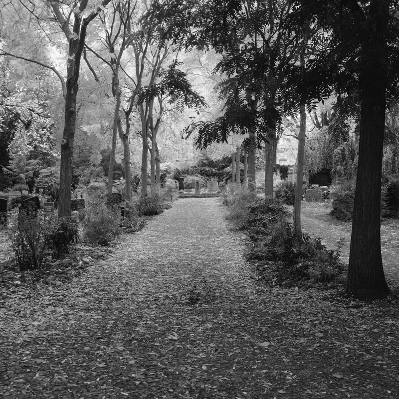 Narrow gravel path through a tree-lined cemetery with shrubs and headstones on both sides.