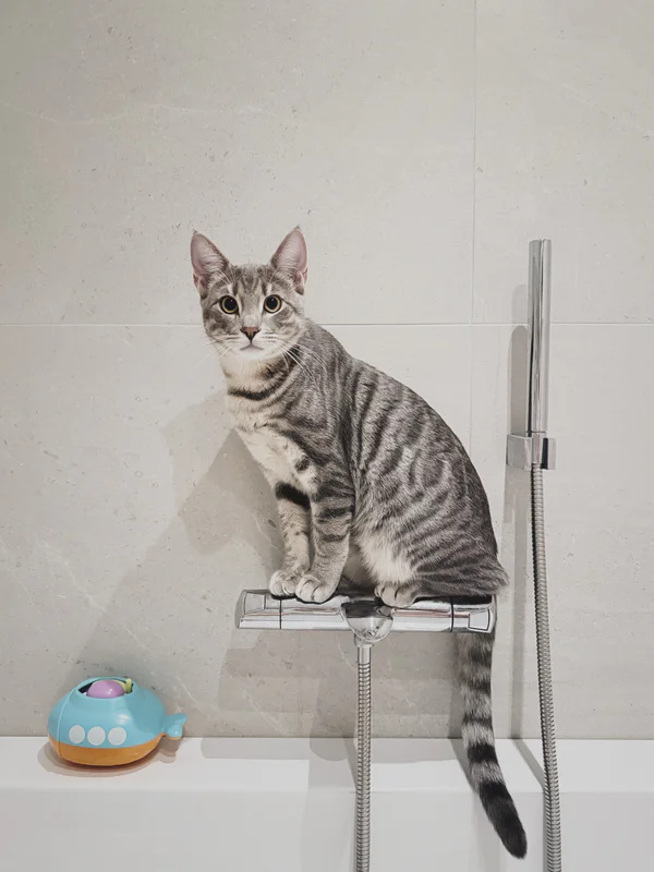 Gray tabby cat sitting on a chrome bidet sprayer next to a blue bath toy on a bathroom sink ledge.