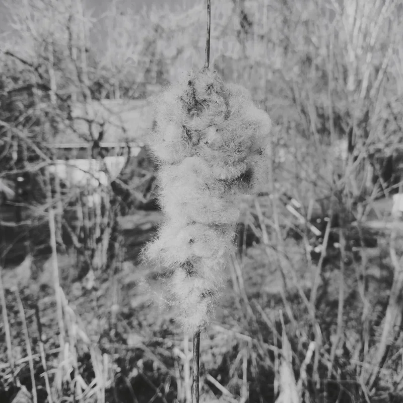 White fuzzy tuft on a grassy field with blurred plants in the background.