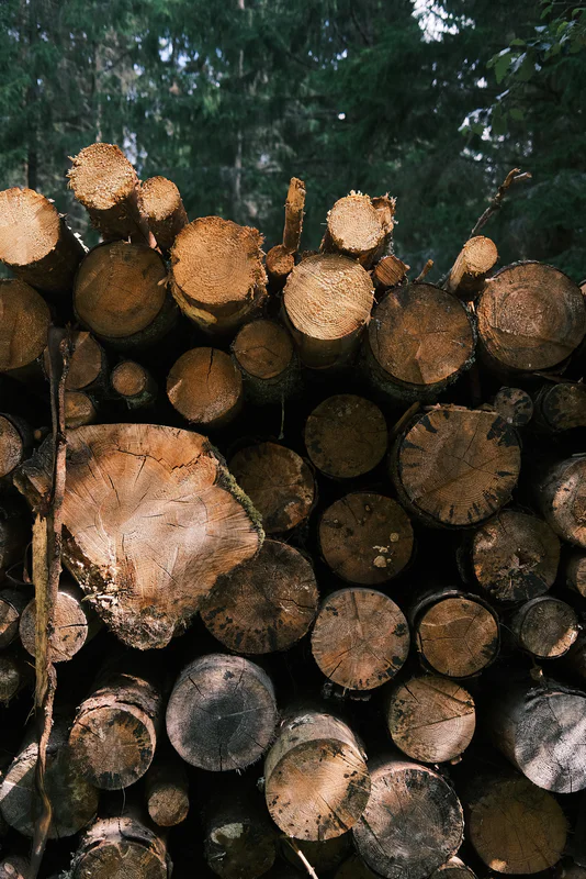 Stacked logs of varying sizes with cut ends, outdoors among green trees.