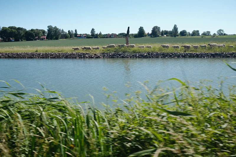 View over Göta canal with reeds in the foreground, a stone embankment, and grazing sheep on a grassy field.