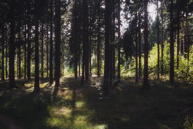 Tall dark trees in a forest with sunlight filtering through and green undergrowth on the ground.