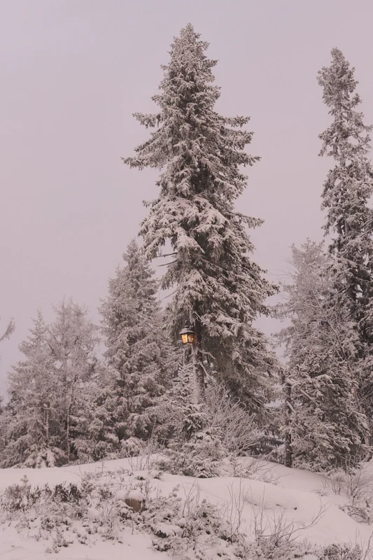 Snow-covered pine trees with a small lit lantern on a winter hillside under a pale sky.