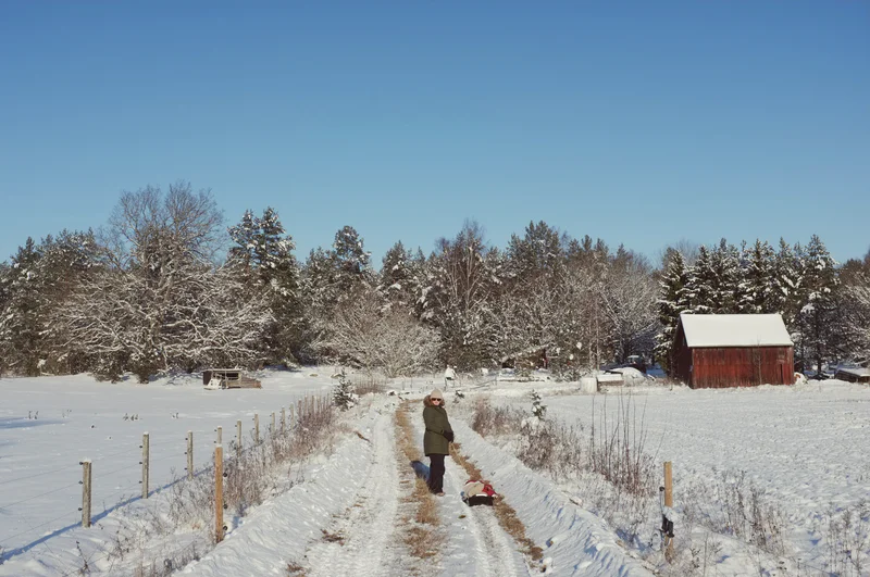 Person walking on a snowy farm path beside fenced fields and a red barn under a clear blue sky.