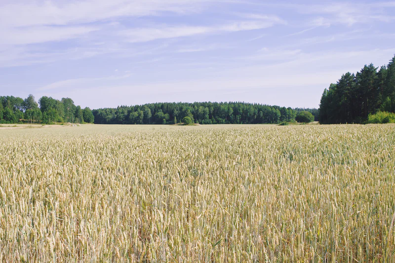 Green field of tall grain crops stretching toward a line of trees under a partly cloudy sky.