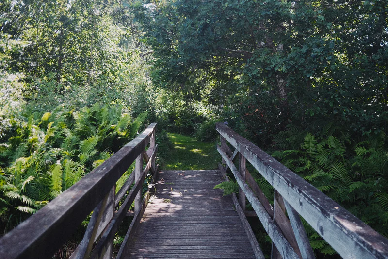 Wooden footbridge with railings leading through lush green forest foliage.