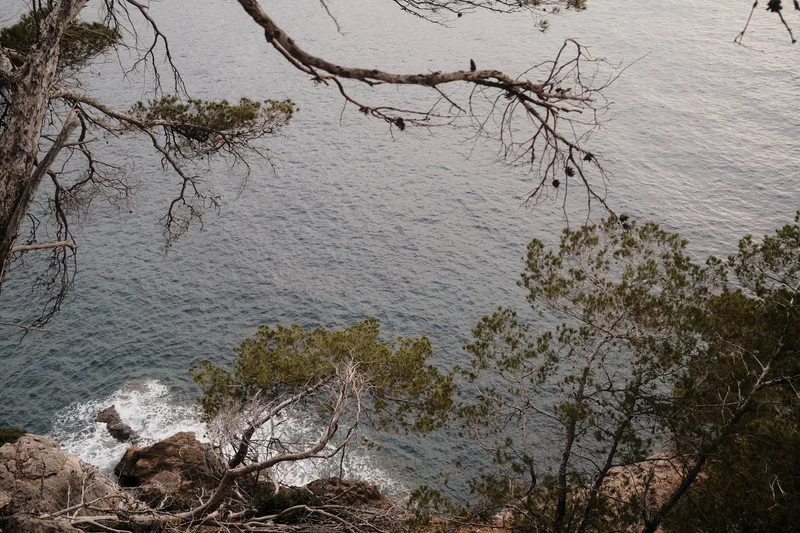 Rough shoreline with waves and rocky outcrops, viewed from a hillside with leafless branches and shrubs.