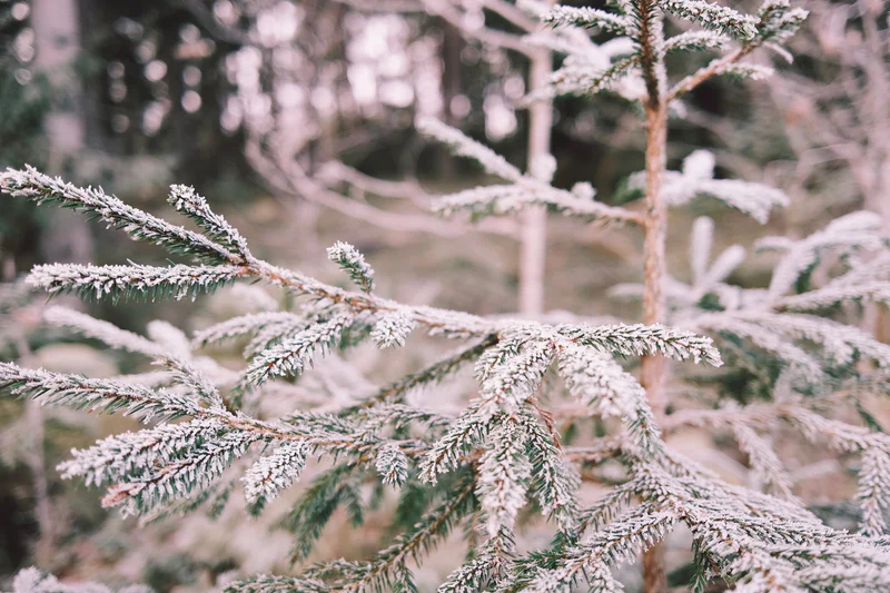 Close-up of frosted evergreen branches with blurred trees and shrubs in the background.