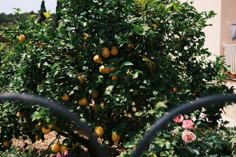 Dense green citrus tree with ripe yellow lemons and pink roses in the foreground.