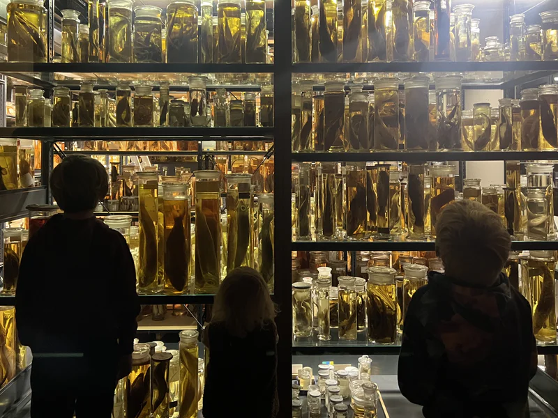Silhouetted shoppers stand in front of shelves packed with glass bottles filled with golden liquid.