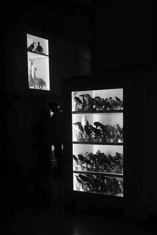 Dim gallery wall with illuminated display panels showing rows of small animal figurines and a shadowy visitor.